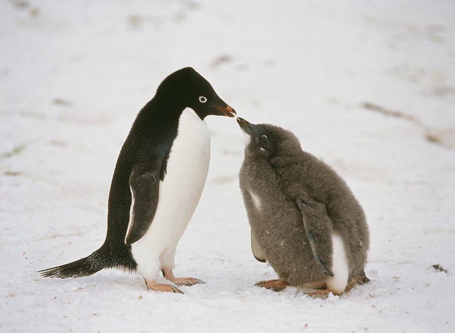 Penguin Photograph by Fotosearch