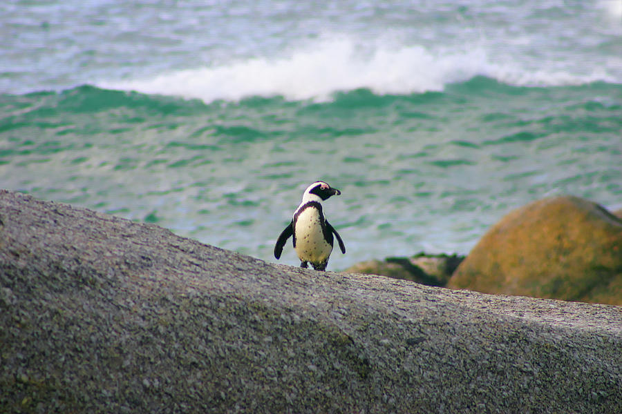 Penguin Photograph by Gene Taylor