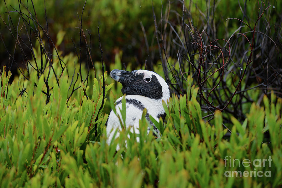 penguin-hide-n-seek-shawn-dechant.jpg