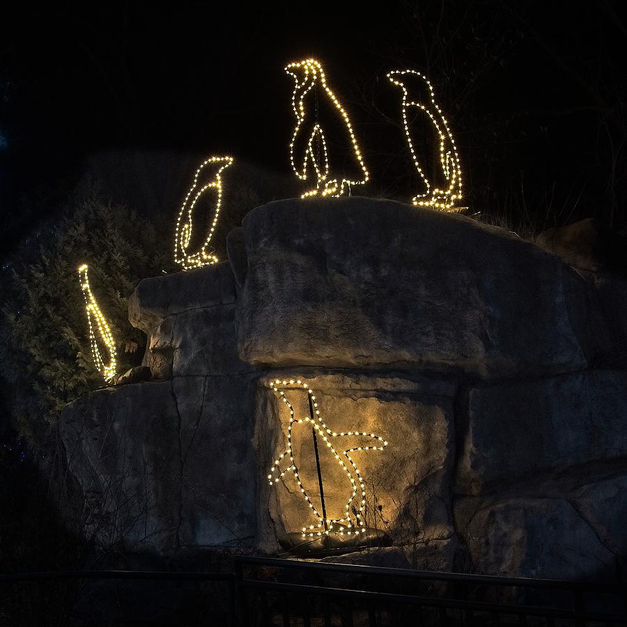 Penguin Lights Photograph by Steven Ralser