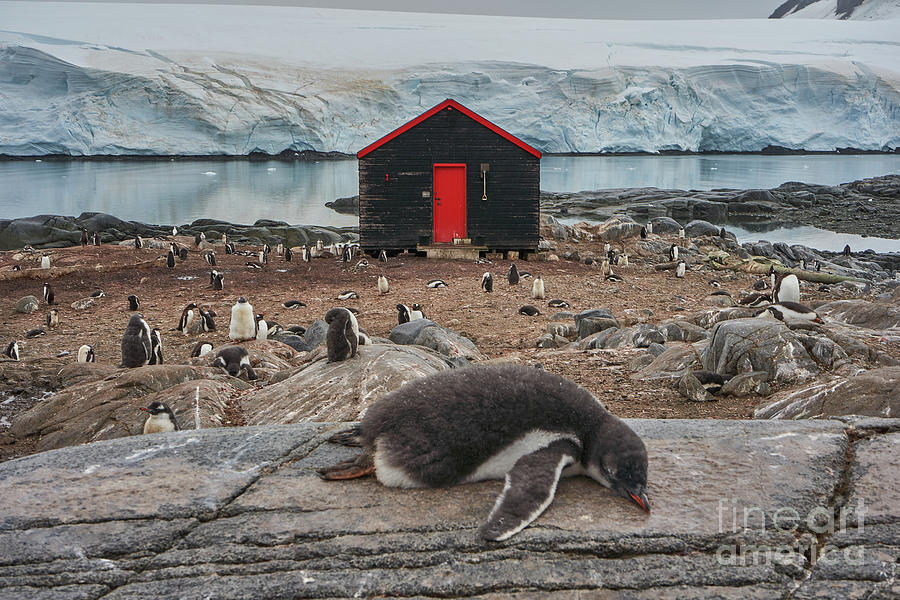 Penguin Naptime  Photograph by Brian Kamprath
