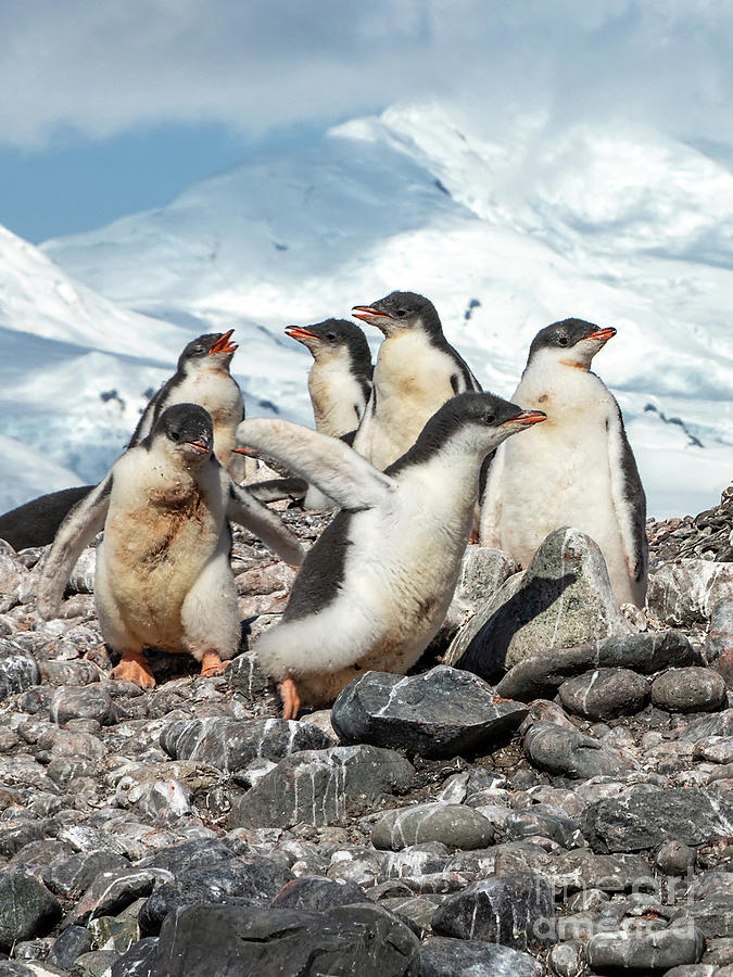 Penguin Nestlings Photograph by Tom Watkins PVminer pixs