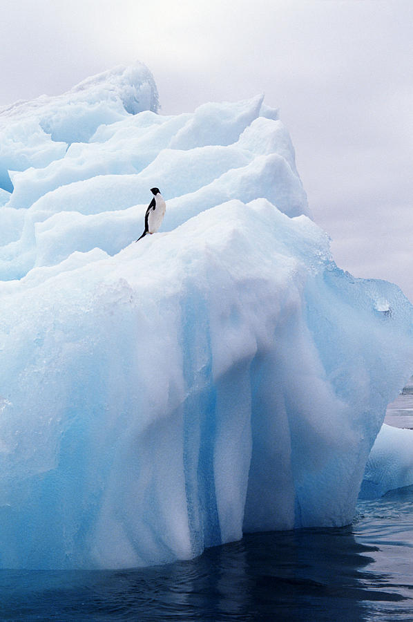 Penguin On Iceberg Photograph by Joseph Van Os