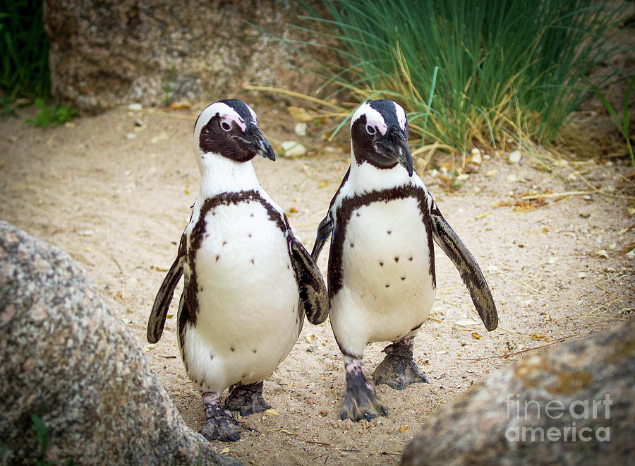 Penguin Pair Photograph by Shirley Dutchkowski