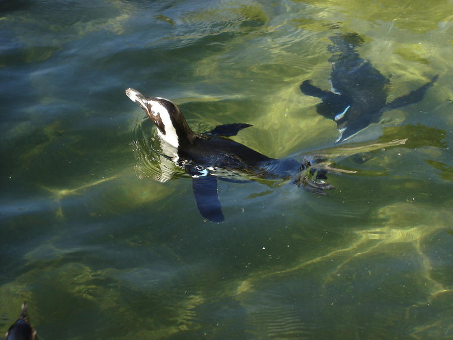 Penguin Swims Photograph by Kenny Glover