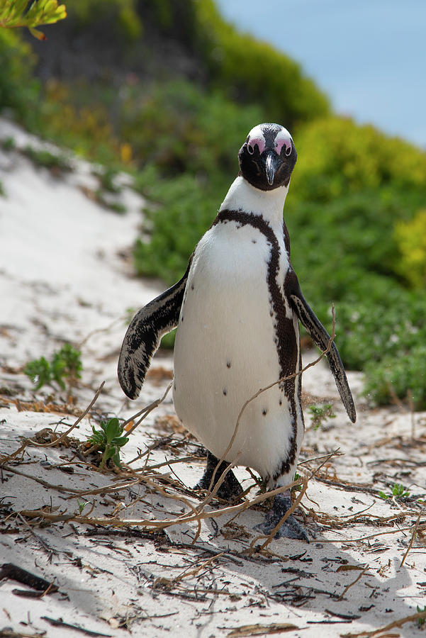 Penguin Walking Photograph by Bill Cubitt