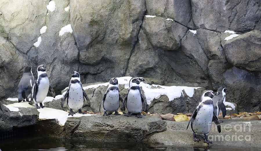 Penguins 1 Photograph by Lisa Mutch
