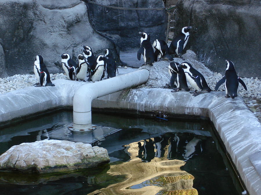 Penguins at Play Photograph by Kenny Glover