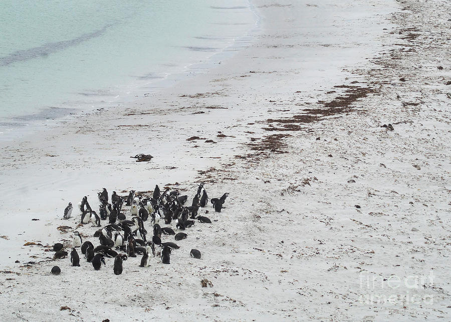 Penguins At The Beach 1 Photograph by Rudi Prott