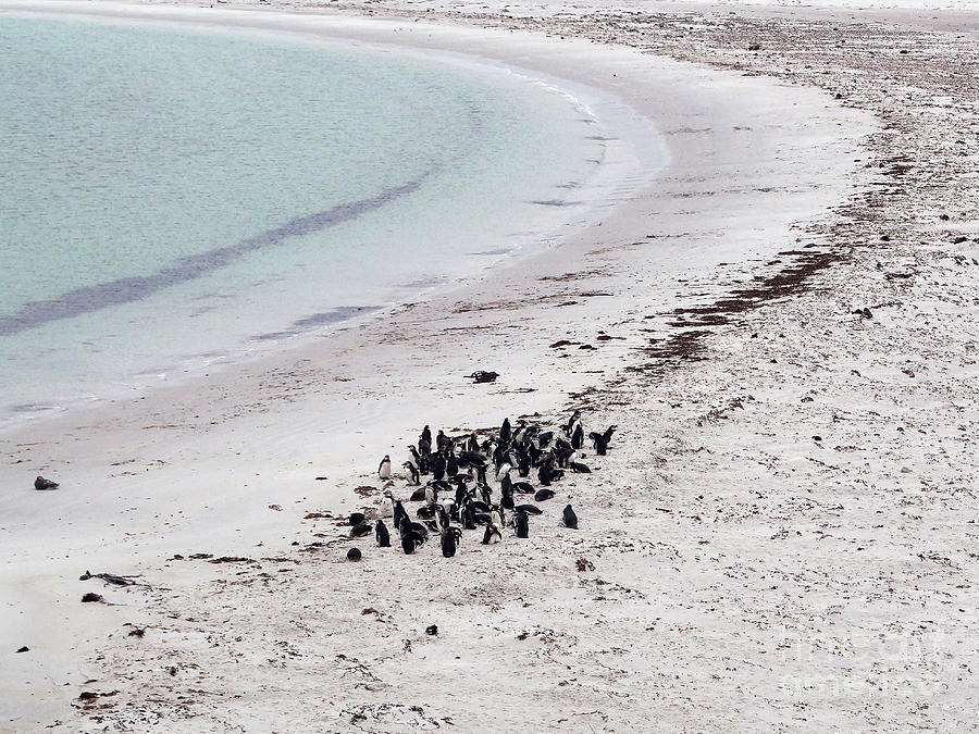 Penguins At The Beach 4 Photograph by Rudi Prott