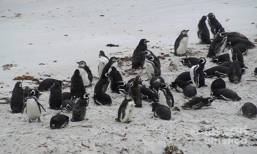 Penguins At The Beach 5 Photograph by Rudi Prott