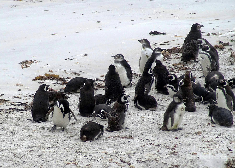 Penguins At The Beach 6 Photograph by Rudi Prott
