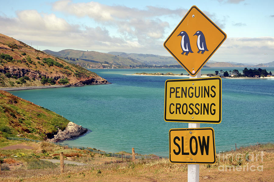Penguins crossing in New Zealand Photograph by Delphimages Photo Creations