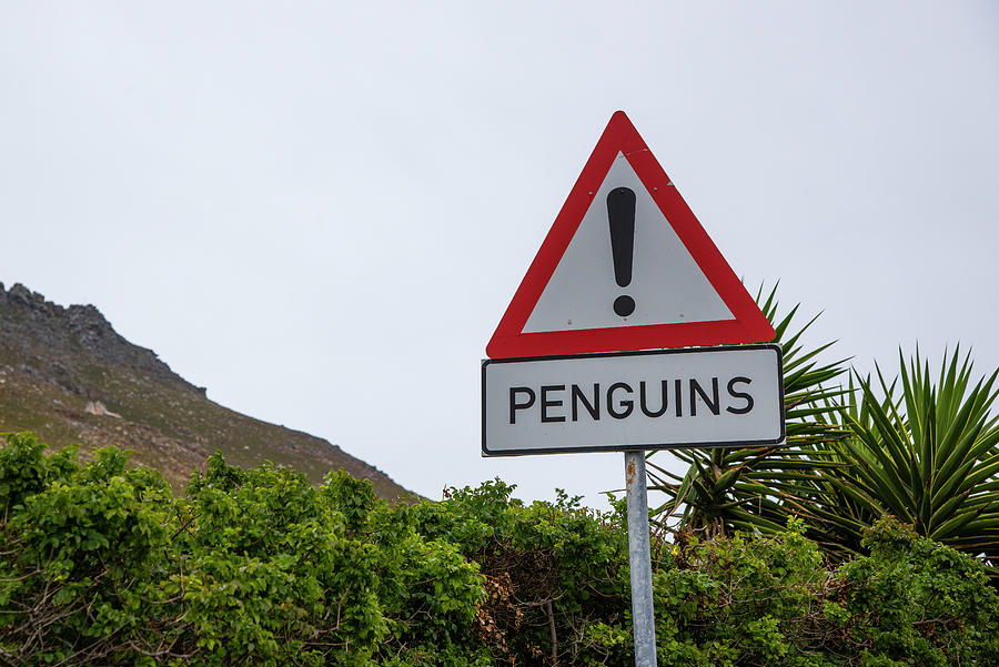 Penguins Road Sign Photograph by Bill Cubitt