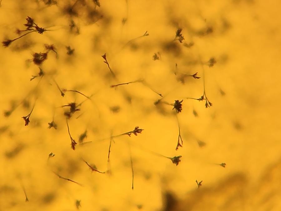 Mold Photograph - Penicillium Ascomycetous by Chirila Corina Mold Photograph - Penicillium Ascomycetous by Chirila Corina