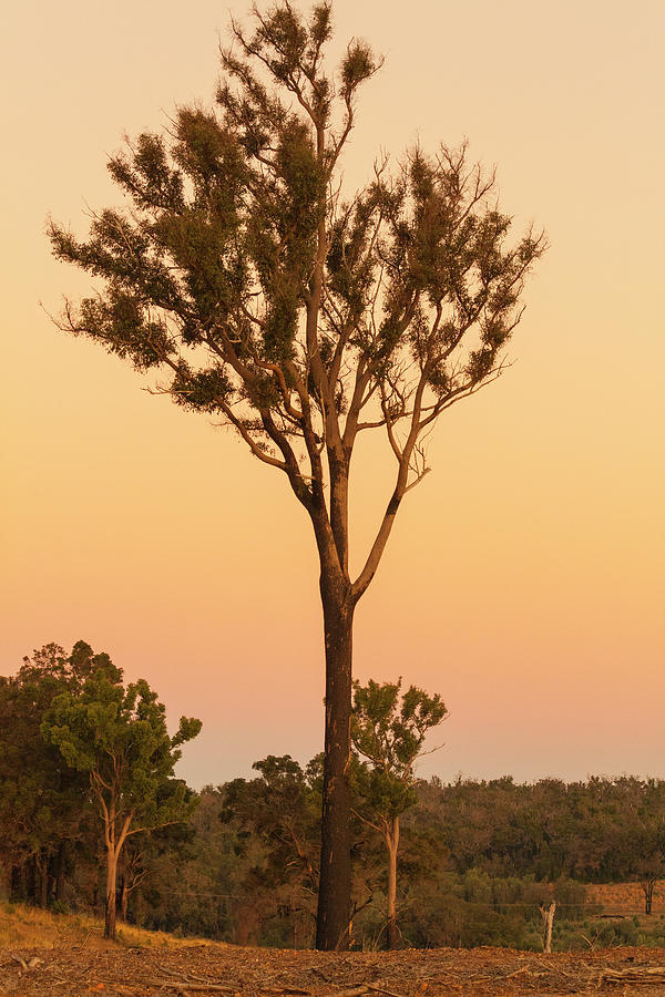 Peninsula Sundown Photograph by Elaine Teague