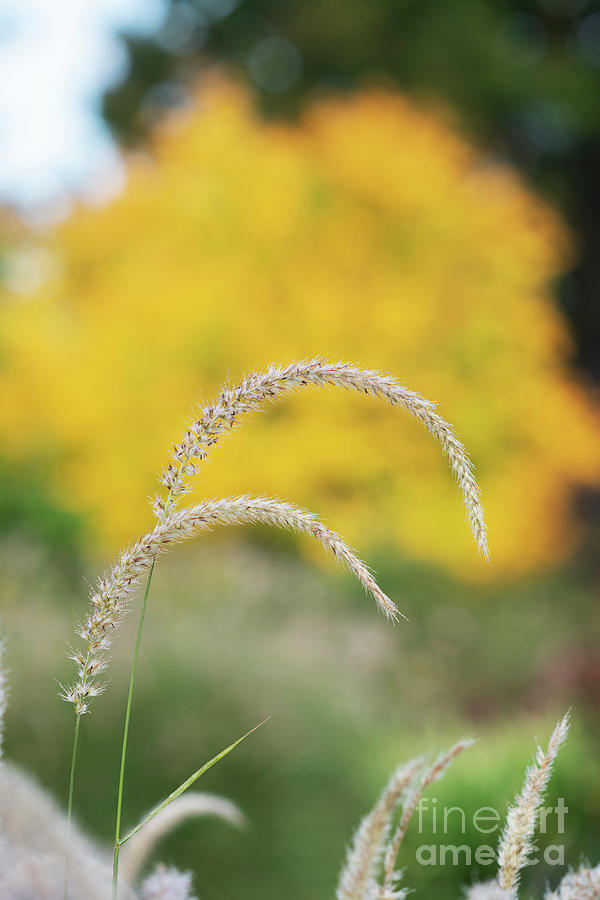 Pennisetum Fairy Tails Grass in Autumn Photograph by Tim Gainey