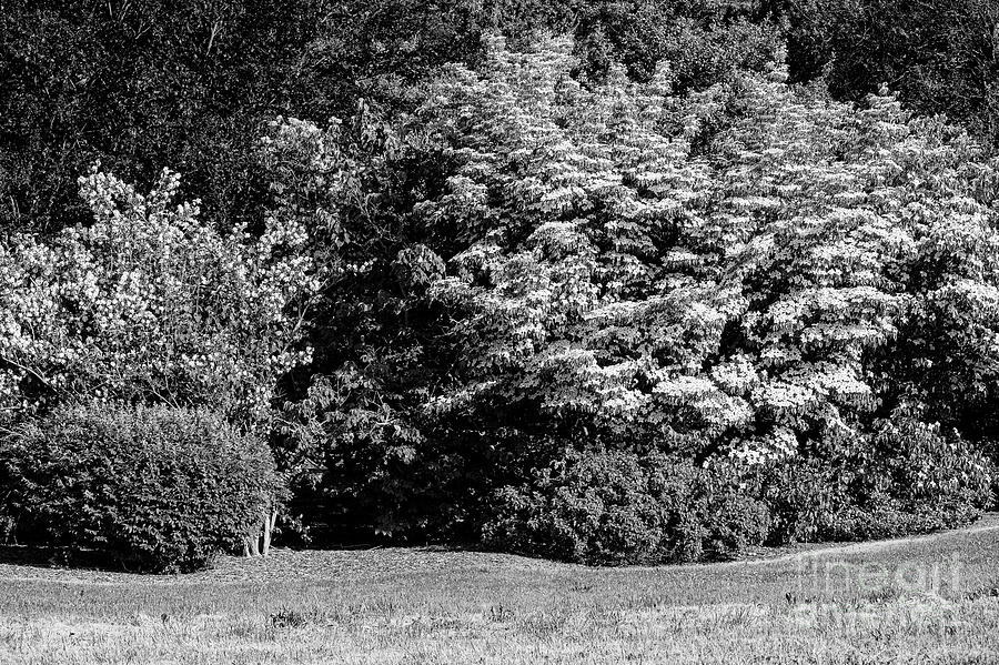 Pennsylvania Dogwood Trees 2 Photograph by Bob Phillips