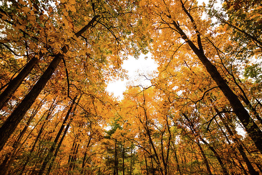 Pennsylvania Foliage Photograph by Connor Sipe - Fine Art America