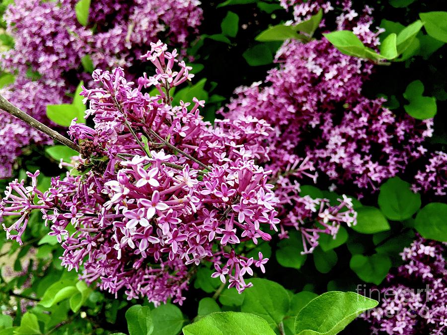 Lilacs in Pennsylvania 2 Photograph by Eunice Warfel