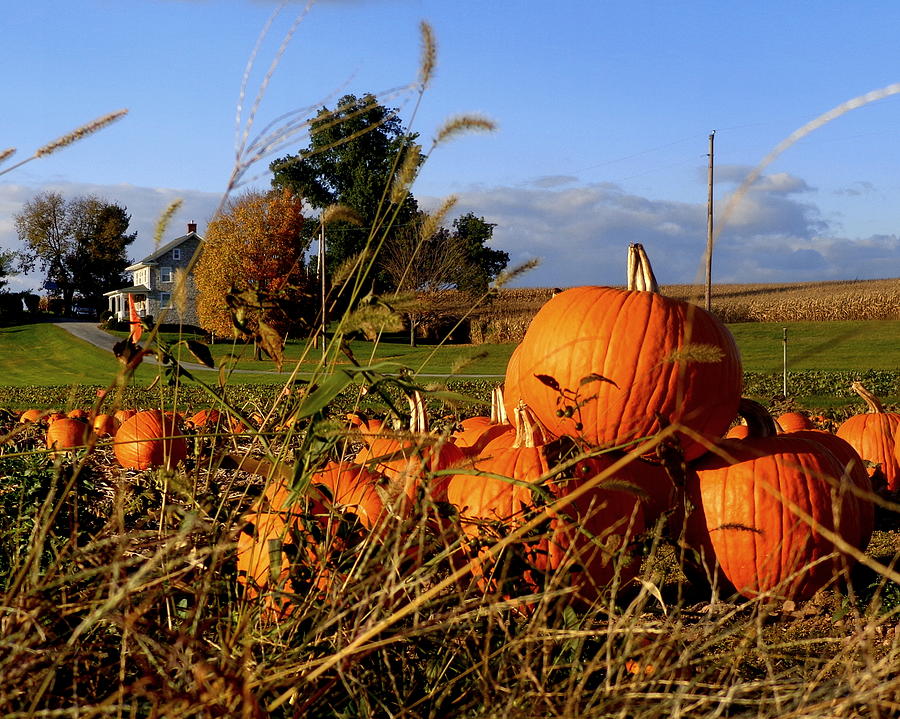 Pennsylvania Pumpkin Patch Photograph by Joseph Skompski