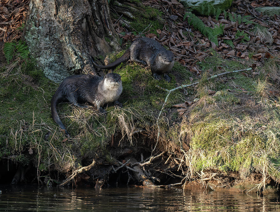 Pennsylvania River Otters Photograph by Wade Aiken