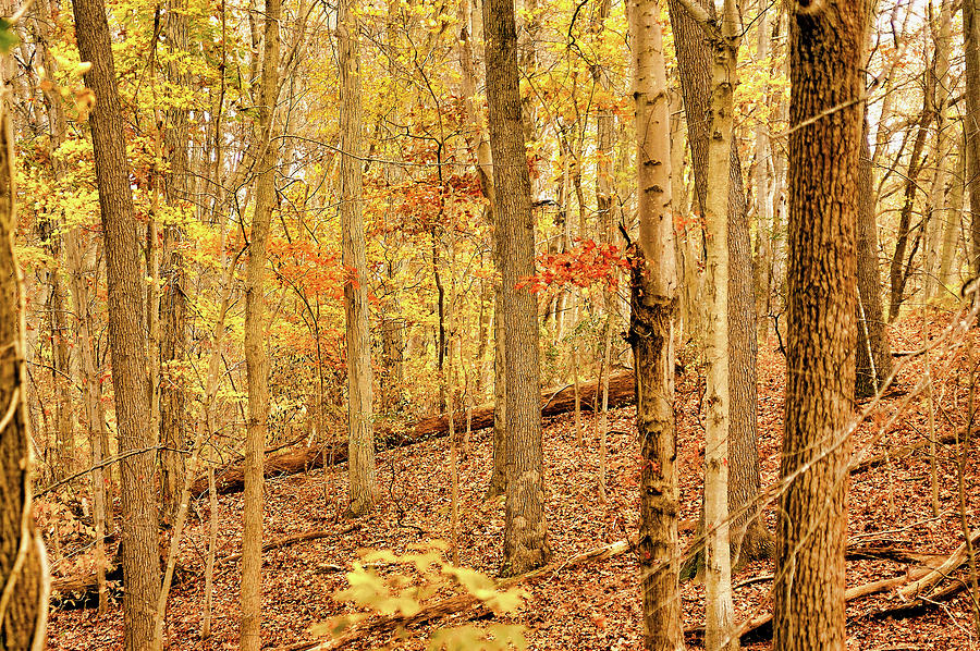 Pennsylvania Woodland Photograph by Susan Maxwell Schmidt