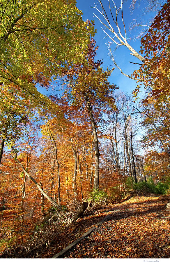 Pennsylvania Woodland Trail in Autumn Photograph by A Macarthur Gurmankin