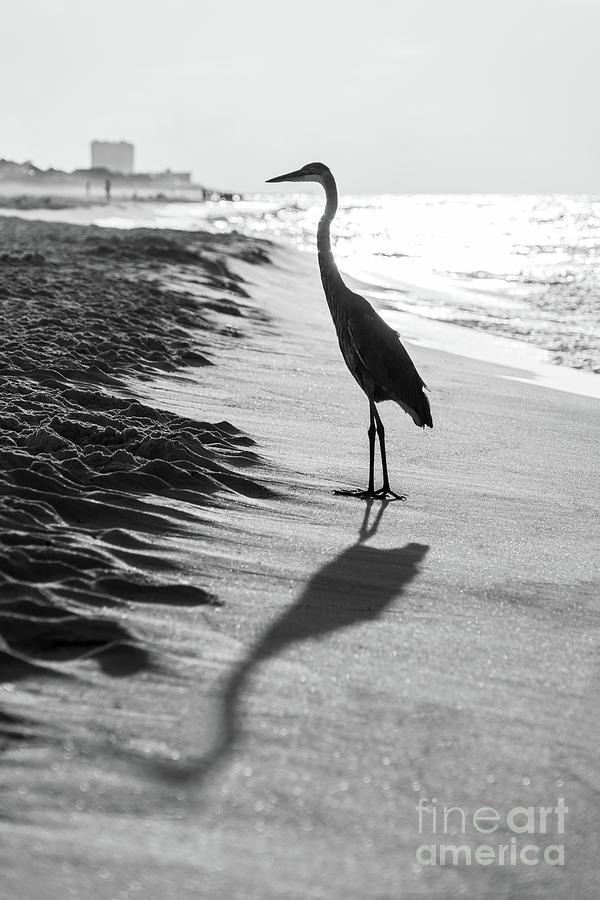 Pensacola Beach Florida Heron Black and White Photo Photograph by Paul Velgos