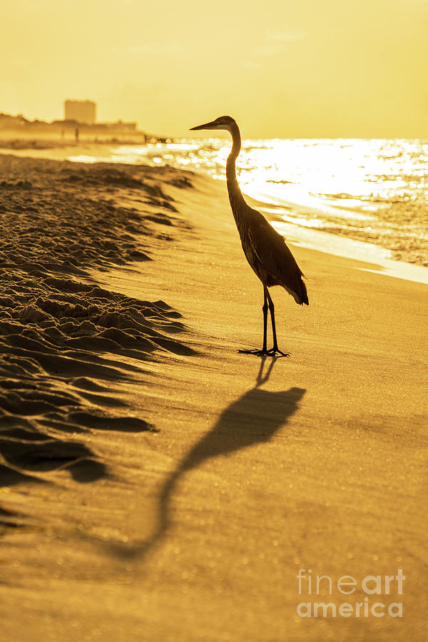 Pensacola Beach Florida Heron Sunrise Photo Photograph by Paul Velgos