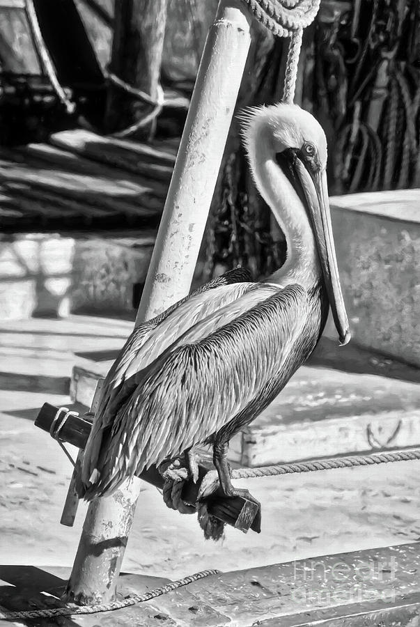Pensacola Panhandle Pelican Black and White Photograph by Mel Steinhauer