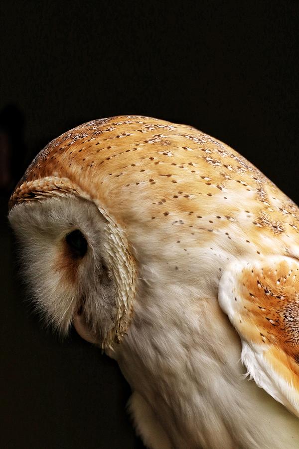 Pensive Barn Owl Photograph by William Hulbert