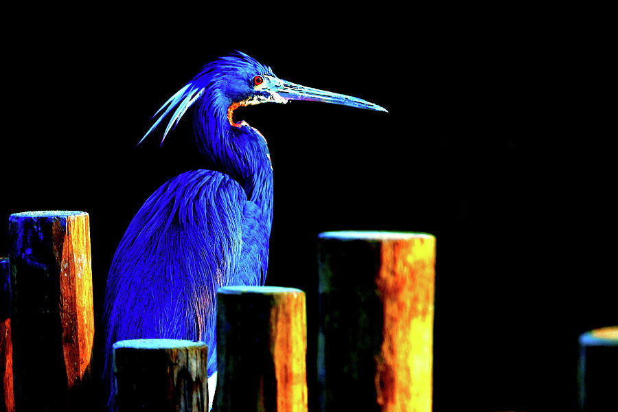 Pensive Blue Heron Digital Art by SnapHappy Photos