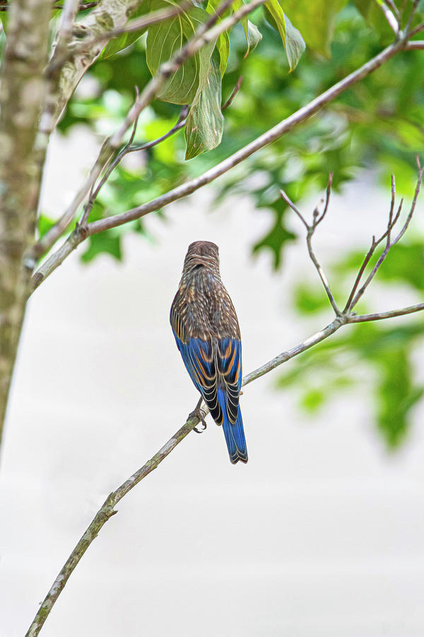 Pensive Bluebird Photograph by Mary Buck
