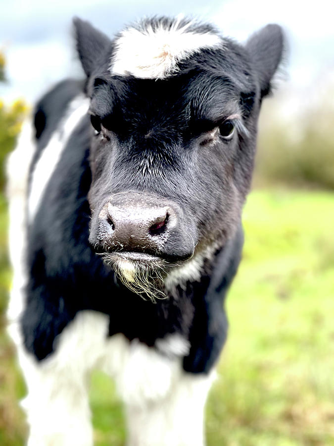 Pensive Calf Photograph By Six Months Of Walking