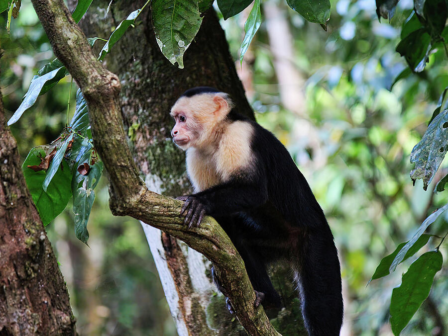 Pensive Capuchin Photograph by Lorraine Baum