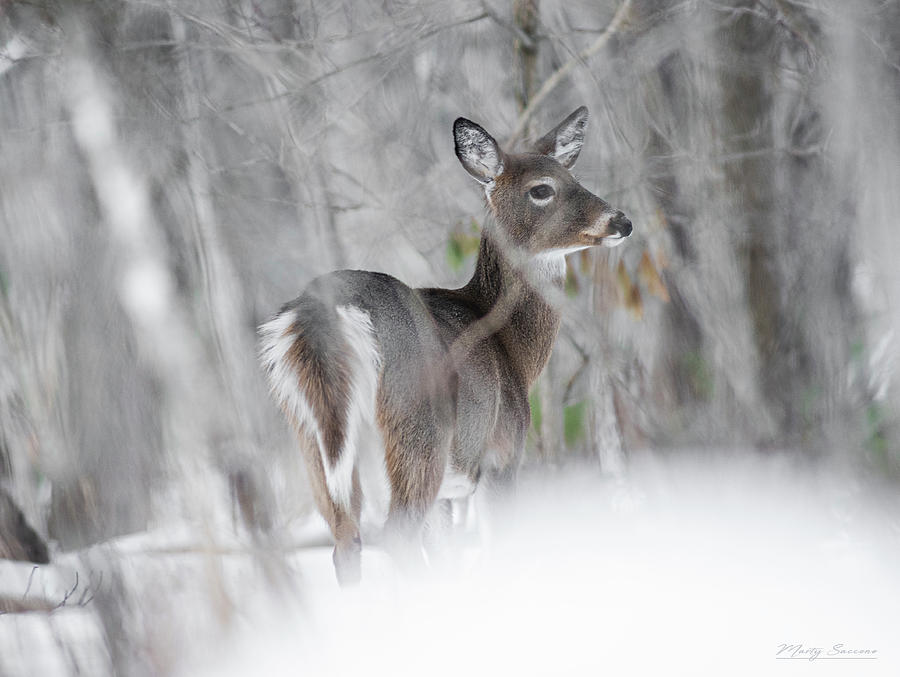 Pensive Doe Photograph by Marty Saccone