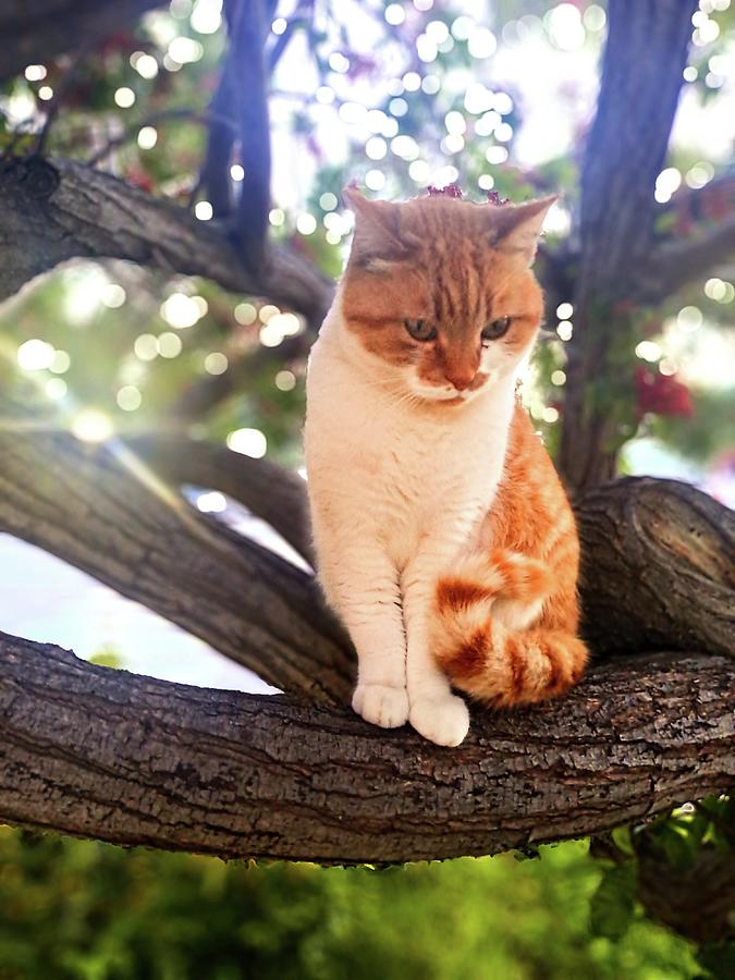 Animal Photograph - Pensive ginger cat on a tree by Lucia Waterson