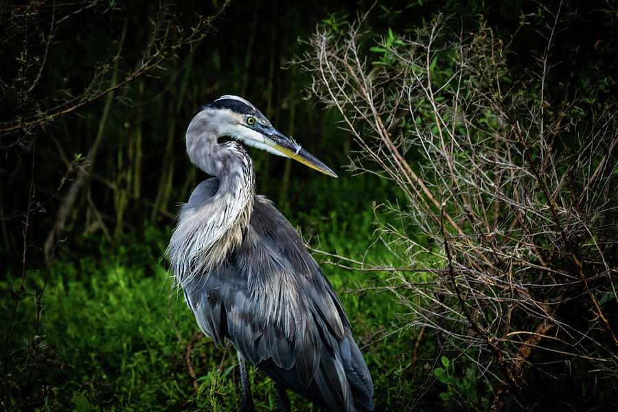 Pensive Heron Photograph by Jeff Ammons | Fine Art America