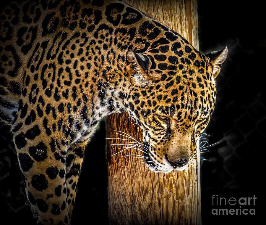 Pensive Jaguar Photograph by Kevin Fortier
