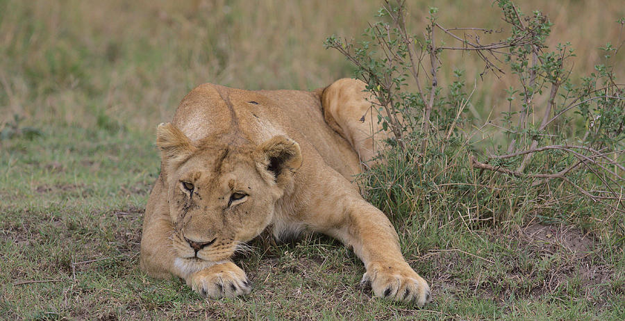 Pensive Lion in the Masai Mara, Kenya Photograph by Nirav Shah