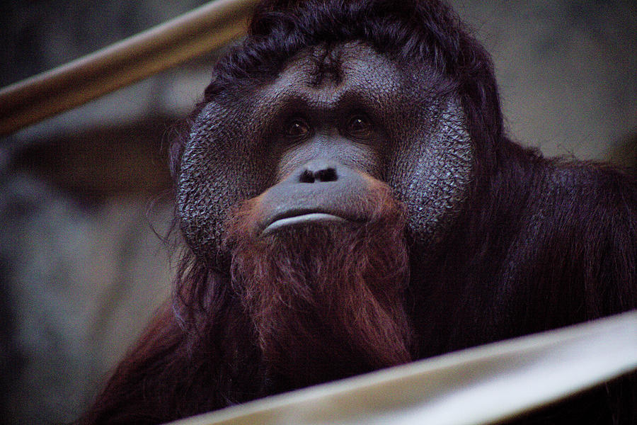 Pensive Orangutan Photograph