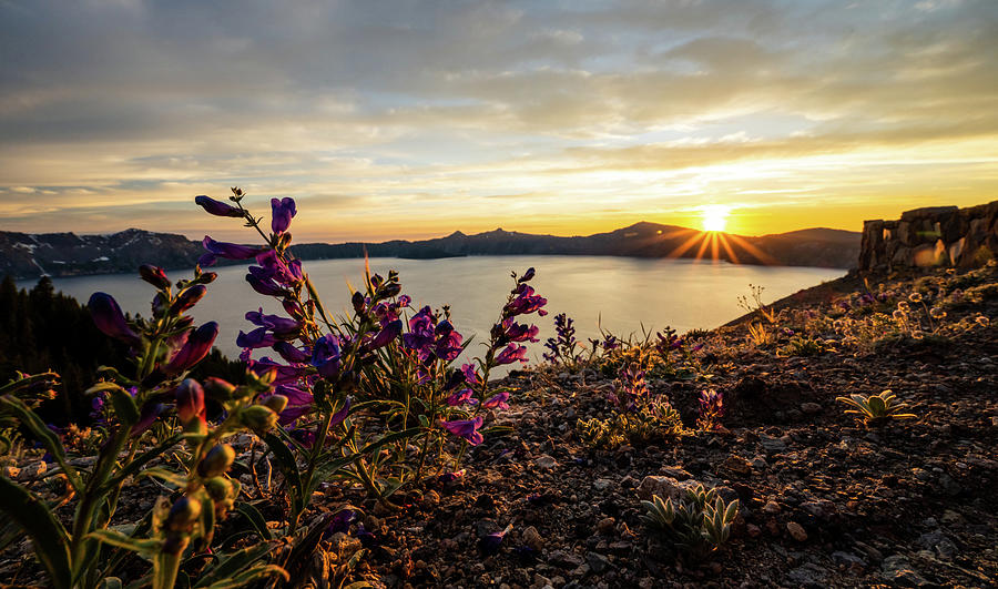 Penstemon Flowers Catch the Last Rays of Sunset Over Crater Lake Photograph by Kelly VanDellen