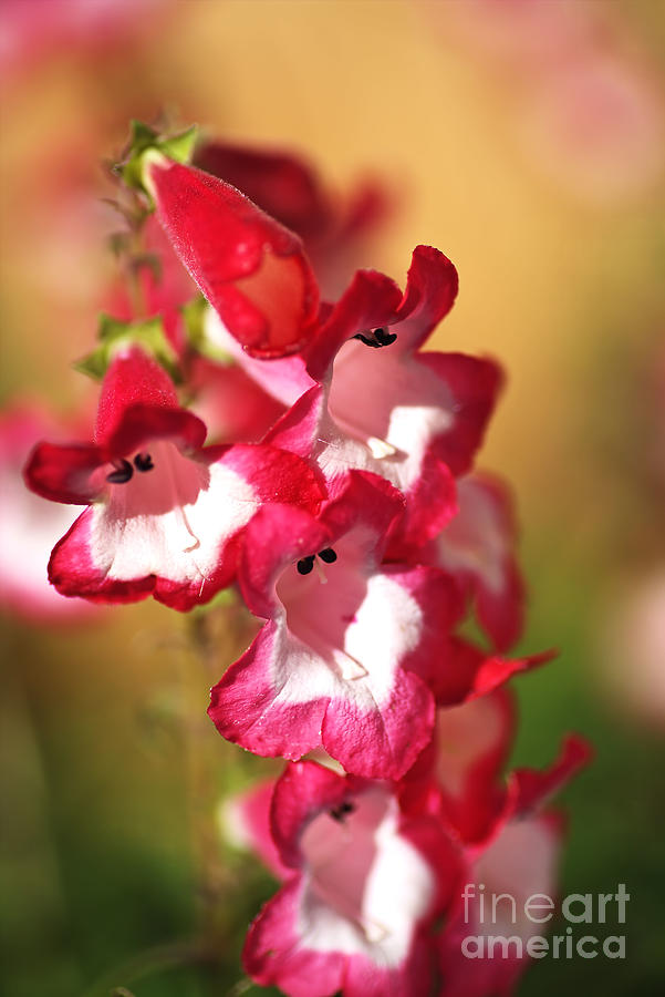 Penstemon Flowers In Bloom Photograph by Joy Watson