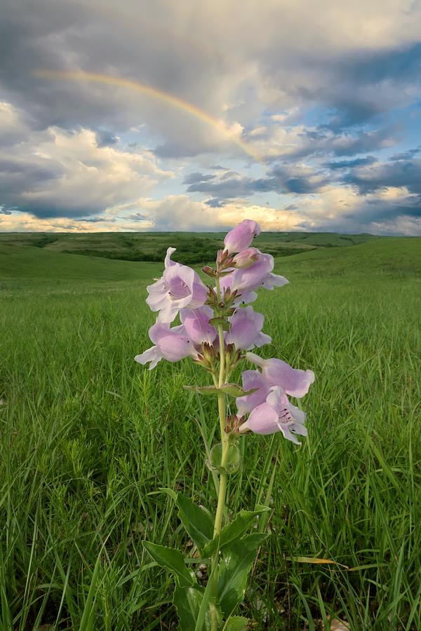Spring Photograph - Penstemon Of The Prairie by Josh Spengler