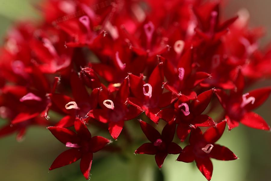 Red Penta Flowers Photograph by Mingming Jiang