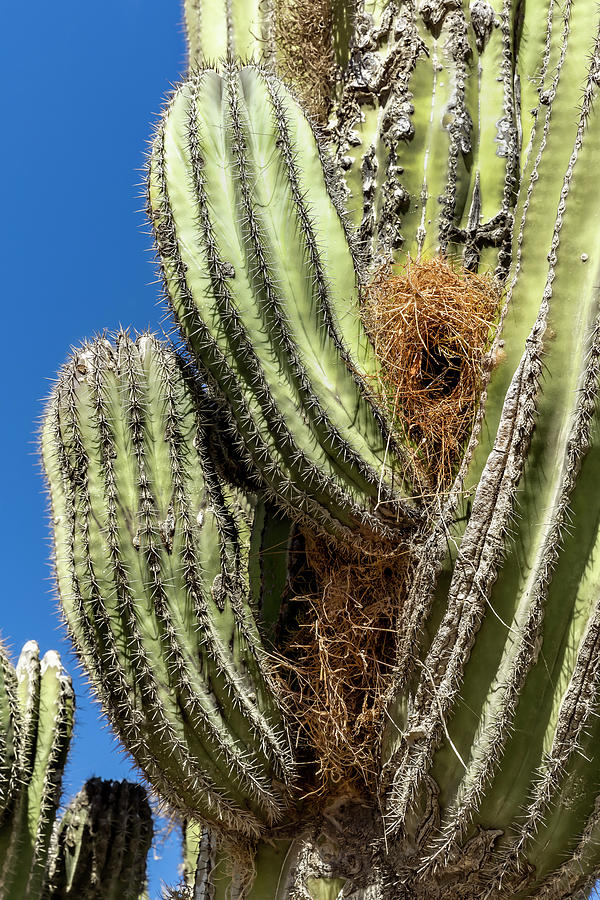 Penthouse Nest Photograph by Kelley King - Fine Art America