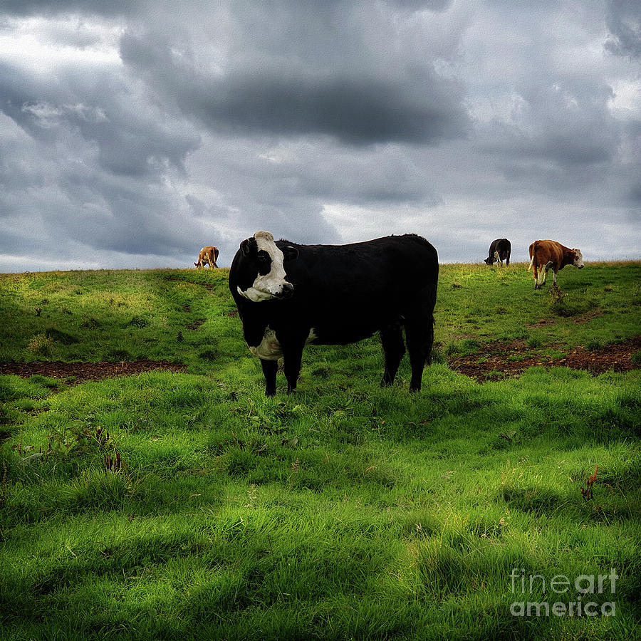 Pentland Hills Cattle Photograph by Yvonne Johnstone