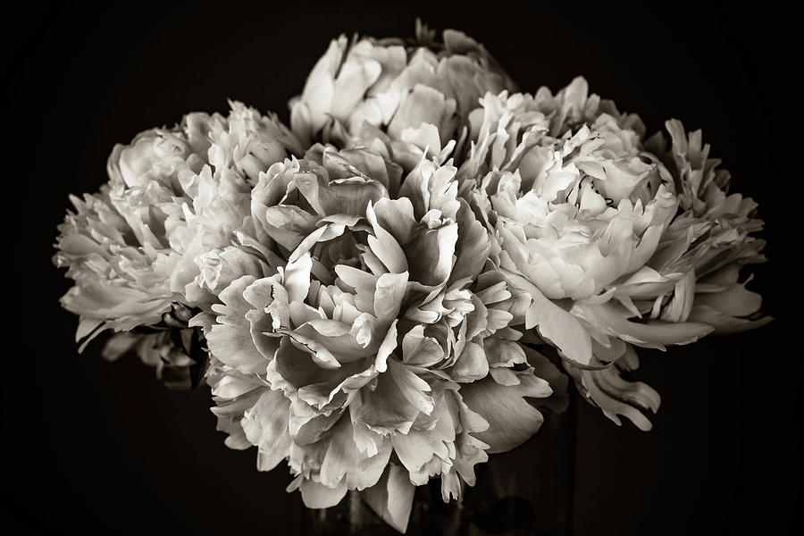 Peonies 181 Photograph by Pamela S Eaton-Ford