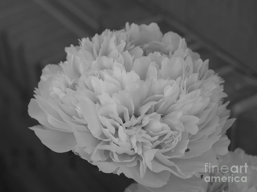 Peonies Backyard Blossom . BW001 Photograph by Jor Cop Images